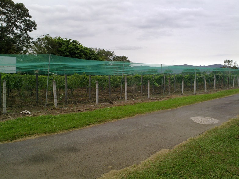 Vines