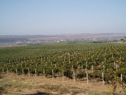 Tomai Vineyards in Gagauzia